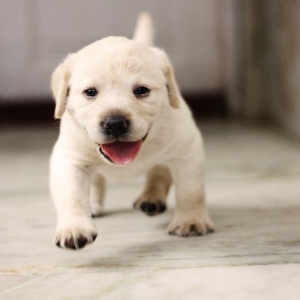 犬が与えてくれる無条件の愛があふれる暮らし