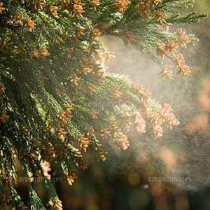 今から始めよう これからの花粉対策
