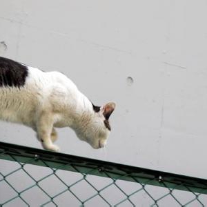 一人暮らしで猫を飼う 初めての猫とどう向き合う?