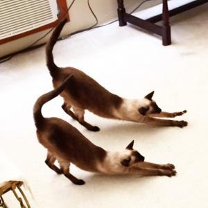 頭痛や肩こりの症状を和らげるストレッチ