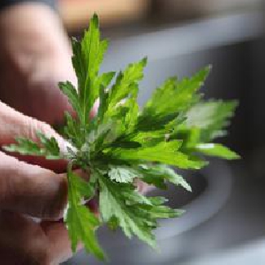 薬に頼らず食べ物や生活習慣改善で便秘を解消