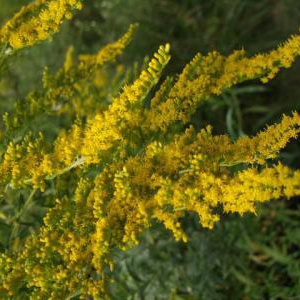 花粉症で頭痛を感じるような時