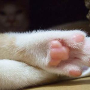 足の臭いの原因となっている角質