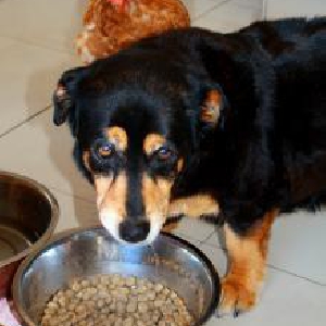 犬の夏バテに適したドッグフード