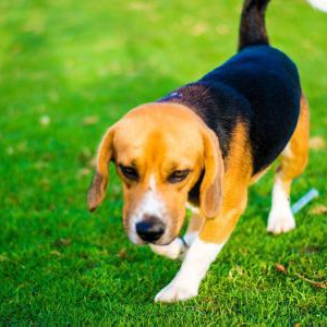 愛犬の熱中症・夏バテ予防