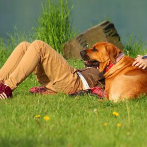 炎天下の散歩は避け犬の夏バテを予防