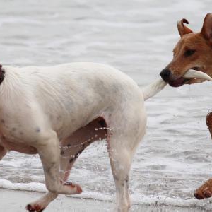 犬は暑さで夏バテをします