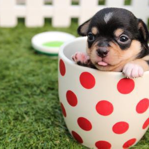 夏バテの犬の水分補給の仕方