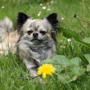 犬の夏バテを予防するために直射日光を避けましょう