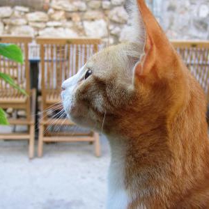 夏バテの時期に考えたい猫の体調管理とエサの管理