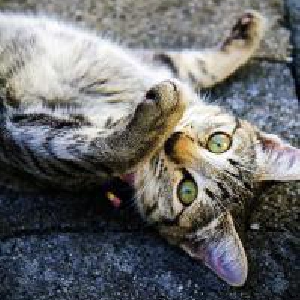 猫は涼しいところでごろ寝して夏バテ対策
