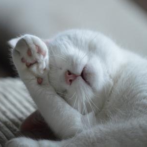 夏バテから猫を守る餌のあげ方