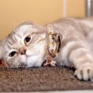 夏バテした猫のポイントとなる食事内容