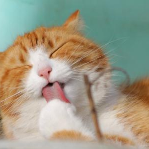 猫の脱水症状を飼い主が防ぐ方法