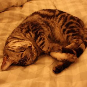 猫も日差しで夏バテになる