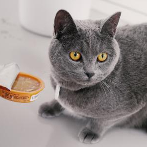 愛猫に涼しい場所を提供し夏バテを防止