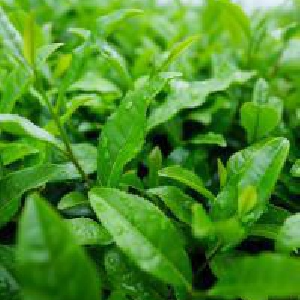 お茶が水分補給に適している理由とお茶の効果