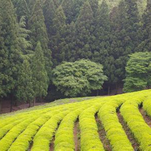 水分補給の豆知識、麦茶と緑茶