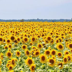 日常生活に使用する日焼け止めにお勧めのSPF数値