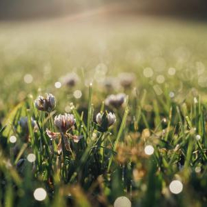 雨の日の花粉対策にマスクは必要か