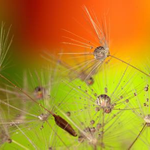 雨の日の花粉の飛散量について