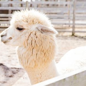 まつ毛を太く&長くする人気の方法とは!?